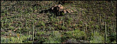 Hillside covered with Saguaro cactus. Saguaro National Park, Arizona, USA.