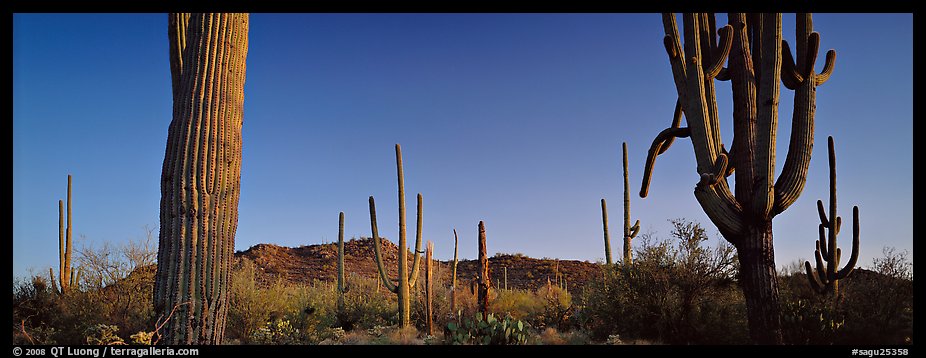 Sonoran desert scenery with cactus. Saguaro National Park, Arizona, USA.