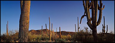 Sonoran desert scenery with cactus. Saguaro National Park (Panoramic color)