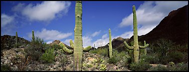 Saguaro cacti in arid landscape. Saguaro National Park, Arizona, USA.