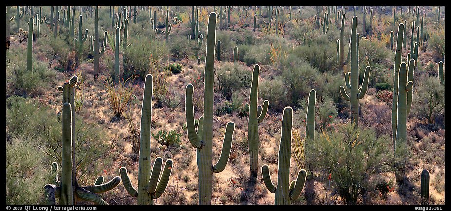 Cactus typical of the Sonoran desert. Saguaro National Park, Arizona, USA.