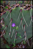 Phacelia and prickly pear cactus. Saguaro National Park, Arizona, USA. (color)