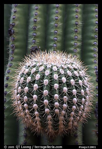 Prickly ball on saguaro cactus, precursor of a new arm. Saguaro National Park, Arizona, USA.