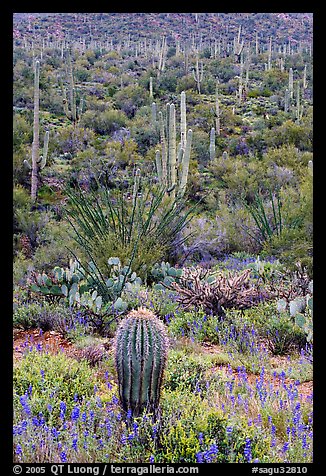 Lupine, saguaro cactus, and occatillo. Saguaro National Park, Arizona, USA.