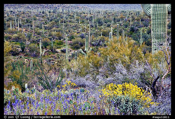 Sonoran desert in bloom, Tucson Mountain District. Saguaro National Park, Arizona, USA.