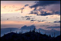 Saguaro cactus silhouetted on hill at sunrise near Valley View overlook. Saguaro National Park, Arizona, USA. (color)