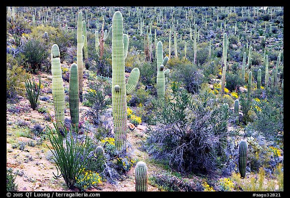 Saguaro cactus and desert in bloom near Valley View overlook. Saguaro National Park, Arizona, USA.