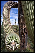 Arm of a saguaro cactus. Saguaro National Park, Arizona, USA.