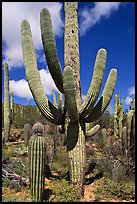 Multi-armed sagurao cactus near Ez-Kim-In-Zin. Saguaro National Park, Arizona, USA. (color)