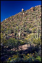 Cactus on hillside in spring, Hugh Norris Trail. Saguaro National Park, Arizona, USA. (color)