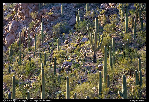 Slope with saguaro cactus forest, Tucson Mountains. Saguaro National Park (color)