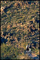 Hikers descending Hugh Norris Trail amongst saguaro cactus, late afternoon. Saguaro National Park, Arizona, USA.