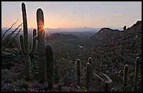 Saguaro cactus at sunset, Hugh Norris Trail. Saguaro National Park, Arizona, USA.