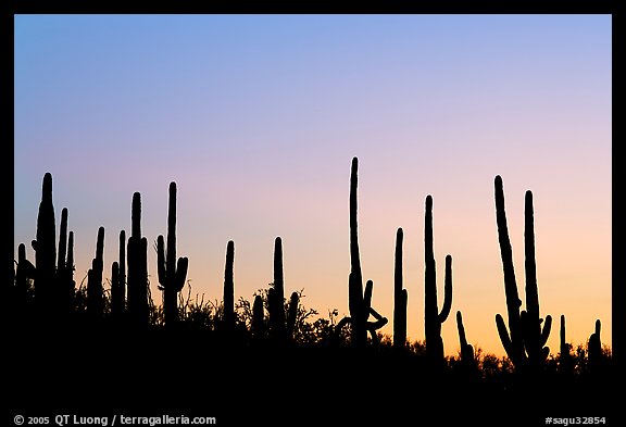 Dense saguaro cactus forest at sunrise near Ez-Kim-In-Zin. Saguaro National Park, Arizona, USA.