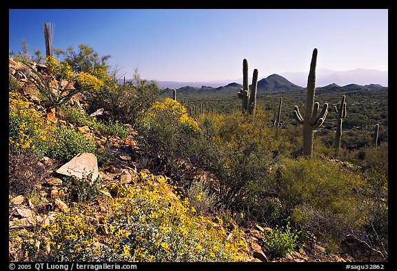 Brittlebush and Saguaro cactus near Ez-Kim-In-Zin, morning. Saguaro National Park (color)