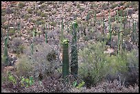 Sonoran desert vegetation in spring. Saguaro National Park, Arizona, USA. (color)