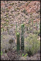 Sonoran cactus in bloom. Saguaro National Park, Arizona, USA. (color)