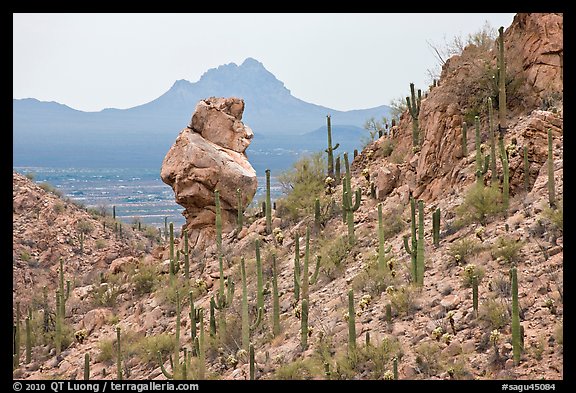 Cactus slope and balanced rock. Saguaro National Park, Arizona, USA.