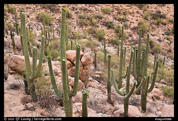 Saguaro cactus with night blooming flowers. Saguaro National Park (color)