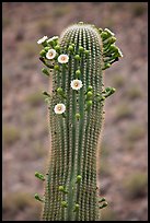 Tip of saguaro arm with pods and blooms. Saguaro National Park, Arizona, USA.
