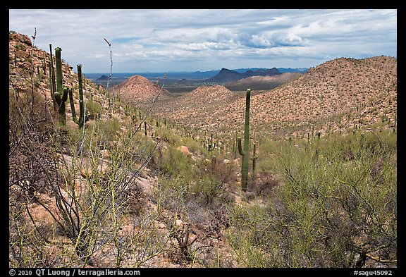 Tucson Mountains from Hugh Norris Trail. Saguaro National Park, Arizona, USA.