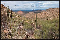 Tucson Mountains from Hugh Norris Trail. Saguaro National Park, Arizona, USA. (color)