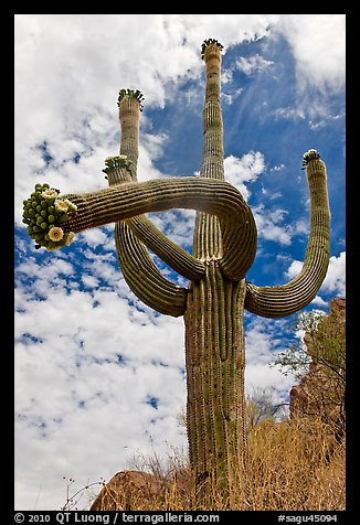 Four-armed saguaro in bloom. Saguaro National Park, Arizona, USA.