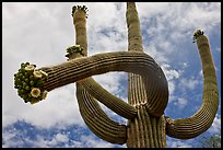 Giant saguaro with blooms on tip of arms. Saguaro National Park, Arizona, USA. (color)
