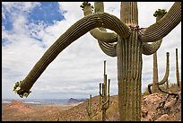 Desert landscape framed by saguaro cactus. Saguaro National Park, Arizona, USA. (color)