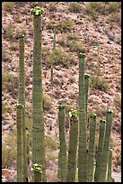Tops of saguaro cactus with blooms. Saguaro National Park, Arizona, USA. (color)