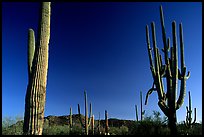 Saguaro cacti, late afternoon. Saguaro  National Park, Arizona, USA.