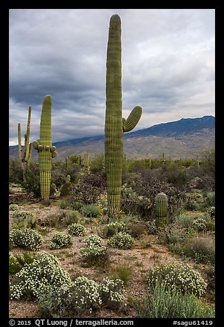 Desert Zinnia flowers and Saguaro Cacti, Rincon Mountain District. Saguaro National Park (color)