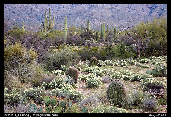Carpet of Desert Zinnia flowers in lush desert landscape, Rincon Mountain District. Saguaro National Park (color)