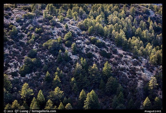 Pine trees from Rincon Peak. Saguaro National Park (color)