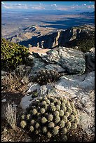 Cactus growing at 8,000 feet on Rincon Peak. Saguaro National Park ( color)