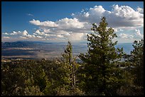 Pine trees and afternoon clouds from Rincon Peak. Saguaro National Park ( color)