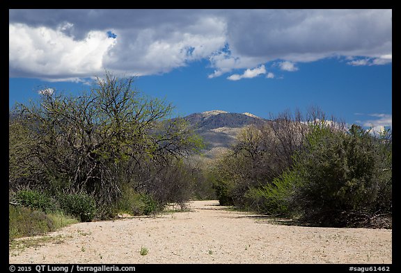 Dry wash, Rincon Mountain District. Saguaro National Park (color)