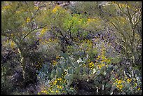 Close-up of desert plants with sun in the spring, Rincon Mountain District. Saguaro National Park ( color)