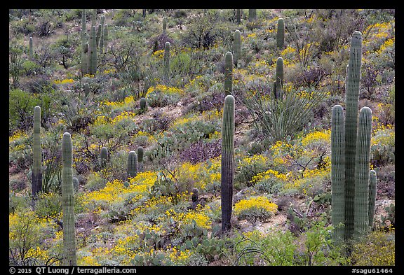 Saguaro cacti and brittlebush in bloom, Rincon Mountain District. Saguaro National Park (color)