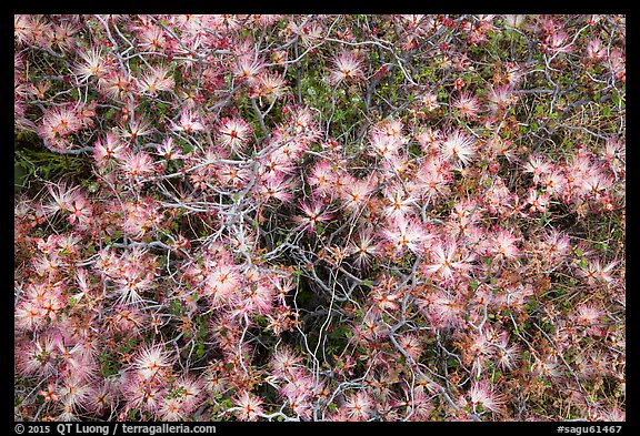Close-up of blooming desert bush, Rincon Mountain District. Saguaro National Park (color)