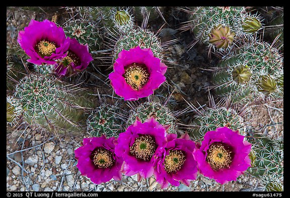 Close-up of hedgehog cactus in bloom, Rincon Mountain District. Saguaro National Park (color)