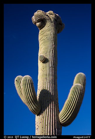 Crested Saguaro cactus top. Saguaro National Park, Arizona, USA.