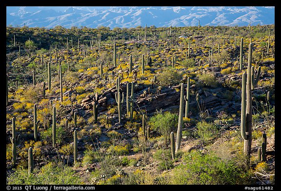 Cactus and  brittlebush on a flat, Rincon Mountain District. Saguaro National Park (color)