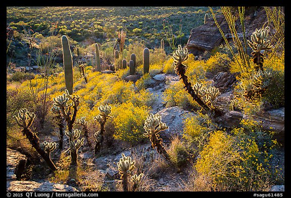 Backlit cactus and brittlebush in bloom, Rincon Mountain District. Saguaro National Park (color)