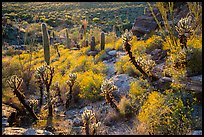 Backlit cactus and brittlebush in bloom, Rincon Mountain District. Saguaro National Park ( color)