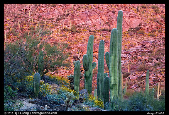Green saguro cactus and slope painted red by sunset light. Saguaro National Park (color)