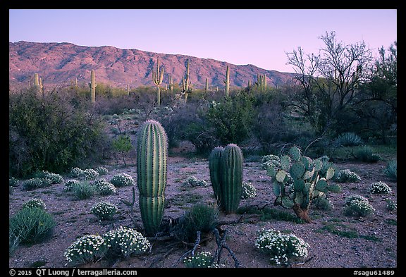 Desert Zinnia flowers, cactus, and Rincon Mountains at sunset. Saguaro National Park (color)
