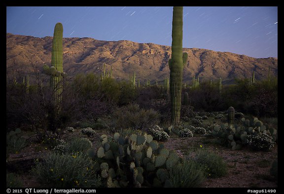 Cactus, Rincon Mountains, and star trails at night. Saguaro National Park, Arizona, USA.