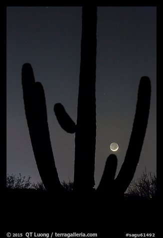 Crescent moon setting over saguaro cactus, Rincon Mountain District. Saguaro National Park, Arizona, USA.