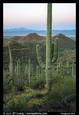 Saguaro cactus and Red Hills at dawn. Saguaro National Park (color)